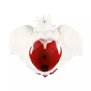 여성 신체 골반 자궁 방광 인체 해부 모형 실험도구