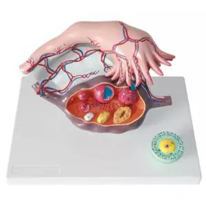 산부인과 여성 신체 장기 난소 나팔관 모형 간호사