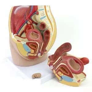병원 여성 임산부 태아 골반 해부 산부인과 모형 실험