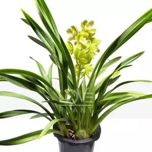 스프링펄(스프링파루) 동양심비디움 난 인테리어 식물키우기