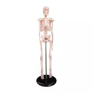 인체 뼈 골격 교육 피규어 교구 해부학 전신 해부 해골모형 인체뼈