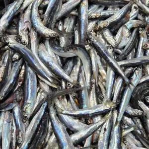 싱싱햇 국내산 횟감 생멸치 급냉 냉동 멸치 1kg