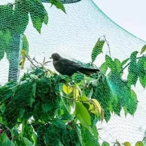 조류망 새 그물 망 방조망 농작물 보호 참새 비둘기4x5M