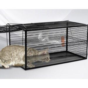 너구리 퇴치 방법 오소리 소형 길고양이 끈끈이 멧돼지 1 산짐승 야생동물 가능