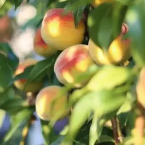 복숭아나무묘목 백도딱딱이 대과종 2년생특묘 유실수 약용수 조경수 꽃나무(TB)