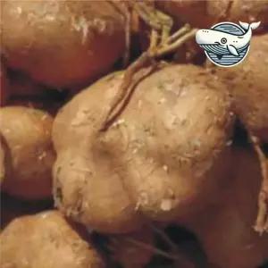 웰빙 히카마 씨앗 자연재배 식용작물 건강식물