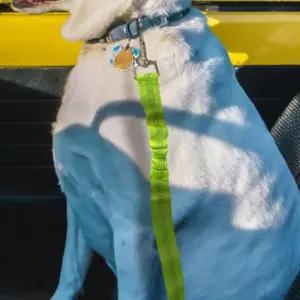 차량용 강아지 안전벨트 애견 중형견 카시트