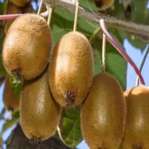 키위나무(자가수정 제니)_삽목2년(포트묘)/유실수/정원수/묘목/K0105