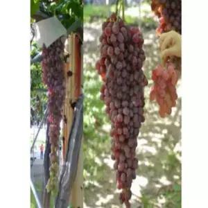 포도나무(홍삼척)_접목1년(뿌리묘)/유실수/정원수/묘목/K0131