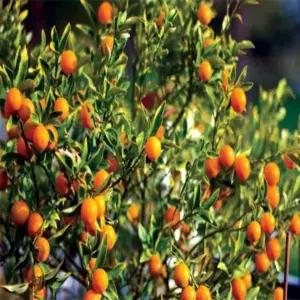 귤나무(금귤/낑깡)_접목2년 포트묘 /유실수/정원수/묘목/K0197