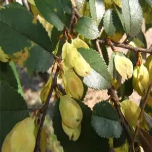 묘목 느릅나무_ 실생2년 [10주묶음] 조경수/정원수/K0241