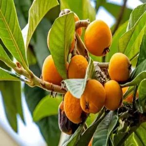 묘목 비파나무_ 수고60cm [포트묘] 조경수/정원수/K0267