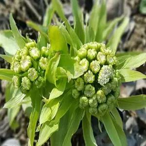 모종 머위 _ 포트묘 [ 5개 묶음] 조경수/정원수/K0271