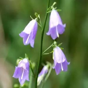 모종 잔대 _ 뿌리 [ 20개 묶음] 조경수/정원수/K0272