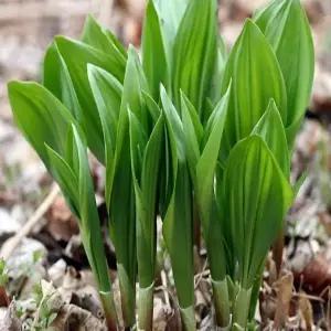 모종 명이나물 _ 포트묘 [ 10개 묶음] 조경수/정원수/K0273