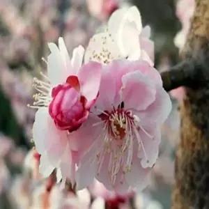 묘목 매화나무(팔중서왕매) _ 접목1년 [ 포트묘 ] 조경수/정원수/K0280