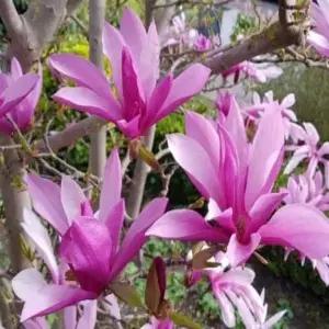 묘목 목련나무(수잔) _ 7치포트묘 [ ] 조경수/정원수/K0281