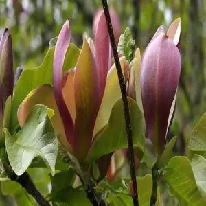 묘목 목련나무(우드스맨) _ 7치 [ 포트묘 ] 조경수/정원수/K0294