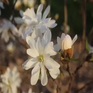 묘목 목련나무(별목련) _ 7치 [ 포트묘 ] 조경수/정원수/K0296