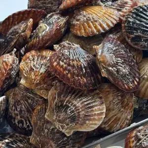 달큰한 통영산 신품종 흑백가리비 3kg(kg당 25미내외)/당일조업