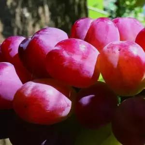 묘목/알사탕 포도 바이올렛킹/ 포도나무 접목 1.6년 포트묘 KJ1946