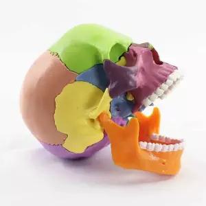 두개골 모형 피규어 인체 골격 머리 뼈 마네킹 실습용