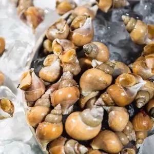 [하프클럽/]싱싱한 활 백고동 백골뱅이 (꼬마) 60-70미