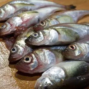 동해안 제철 급냉 알도루묵 1팩 450-550g내외 5-7미내외 냉동도루묵 국내산