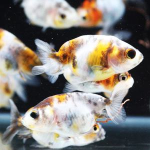 강호금 1마리 한셋/캘리코난주/작은난주/강호금유어/금붕어/작은 금붕어
