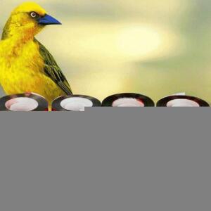 조류퇴치 새?기 c2