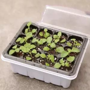모종 트레이 육묘 파종 12구 파종포트 싹틔우기 모종트레이 미니온실 육묘하우스