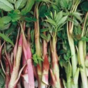 눈개승마종자 삼나물 품종 눈개승마씨앗 삼나물식물재배 (WFJ70O3)