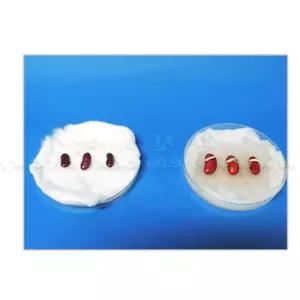 식물DIY 강낭콩키트 콩키우기 강낭콩키우기 식물키우기 자연과학 모종심기