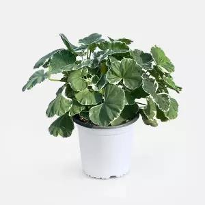 마이플랜트 화이트링 제라늄 중형 2개 꽃모종 야생화 페라고늄 유럽제라늄 벌레퇴치 식물