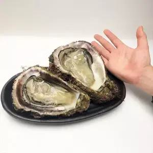 [장보리]남해안 자연산 바위굴 5kg