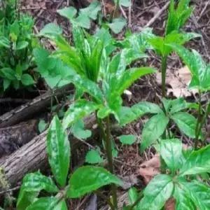 묘목 오갈피나무_ 실생2년(10주묶음) 조경수/정원수/K0230