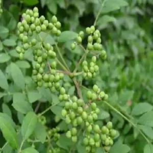 묘목 초피나무_ 실생1년 [10주묶음] 조경수/정원수/K0264