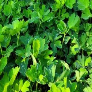 모종 방풍나물_  [포트묘 10개 묶음] 조경수/정원수/K0268