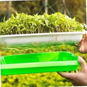 식물 새싹키우기 씨앗키우기 씨앗 새싹재배기