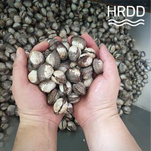 당일채취 순천만 벌교새꼬막 1kg