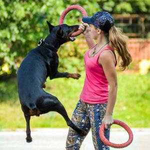 강아지 원반 링 터그놀이 대형견 장난감 프리스비 보더콜리 소형견 중형견