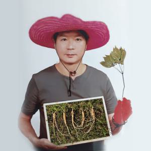 삼세상 2대째심마니 1등급장뇌삼 1등급산양삼 7년근 10뿌리 세트 강원도농장에서 직접채심판매