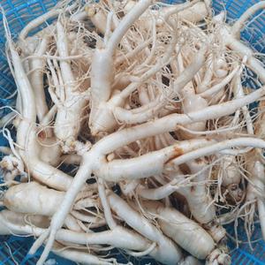 금산인삼 국내산 5년근 6년근 무료세척 수삼 난발삼소 750g 가정용 가족 부모님 선물