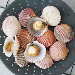  통영 홍가리비 3kg(60미내외) /GJ 