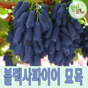 포도나무묘목 블랙사파이어나무 가지포도 삽목1년생