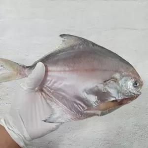 목포 반건조병어 3미(21cm내외크기) 저온건조로 맛을 살린