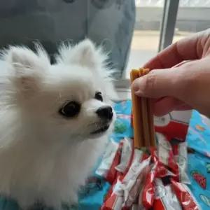 디펫바이오 견사돌 [2박스]  강아지 덴탈껌 구강관리 치석제거껌