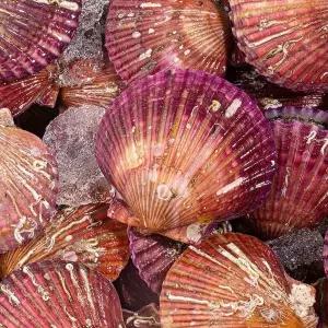 [NS홈쇼핑][밋앤밀] 고흥 산지직송 홍가리비 일반 3kg[34749820]