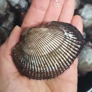 [NS홈쇼핑]영양만점 피꼬막2kg 횟감 큰꼬막 꼬막비빔밥[34693350]