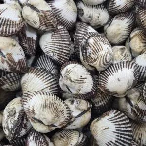 [NS홈쇼핑]국내산 오동통 제철 새꼬막 6kg[34939764]